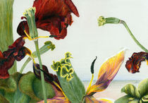 Welkende Tulpen by Annette Kretzschmar