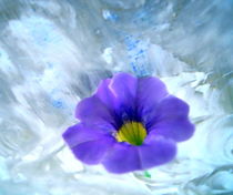 Blaue Blüte von barbaram