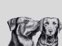 Rottweiler und Labrador by Sarina Pillusch