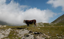 high mountain cattle by emanuele molinari