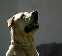 Labrador by emanuele molinari