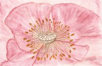 Mohnblüte rosa von Silvia Krog