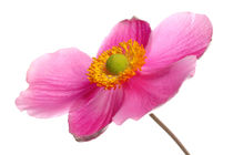 HERBST ANEMONE by 365tage
