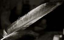 feather by Alexander Andino Cedeno
