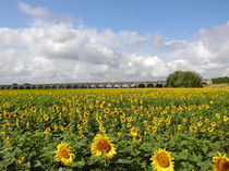 Sonnenblumenfeld von Ernst Burak