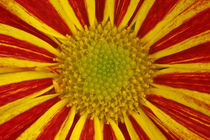 Chrysanthemum by Christine Amstutz