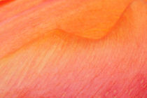 Tulpen Abstrakt in orange von Christine Amstutz
