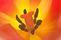 Tulpen Innenleben aus der Nähe gesehen von Christine Amstutz