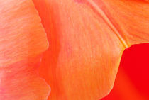 Orange Tulpen Blütenblätter ... als Linien by Christine Amstutz