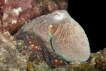 One more Octopusy by Harald Schottner