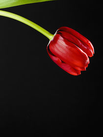 Rote Tulpe I by Matthias Faller