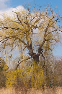 Spring Tree by safaribears