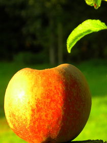 Apfel in der Sonne von tcl