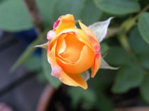 Rose orange gelb by tcl