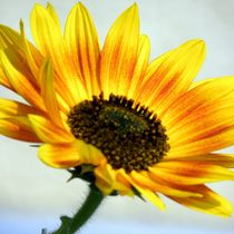 Sonnenblume  by tcl