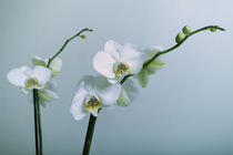 Orchideen von Falko Follert