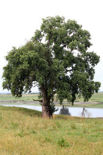 Baum an der Elbe 2 von Falko Follert