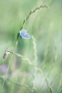 blue wings by Priska  Wettstein