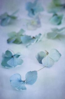 Blue blossoms  von Priska  Wettstein
