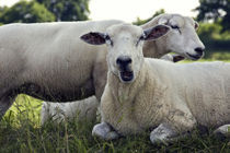 Schafe auf der Wiese von Falko Follert