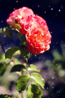 Rote Rosen im Regen by Falko Follert