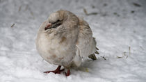 Weiße Taube im Schnee von Falko Follert