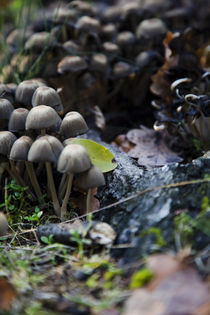 Pilze aus dem Wald 2 by Falko Follert