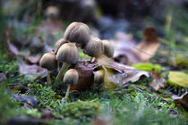 Pilze aus dem Wald 3 by Falko Follert