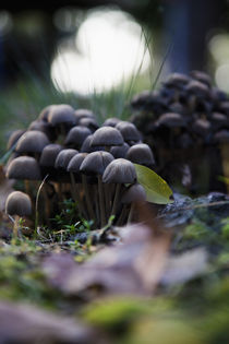 Pilze aus dem Wald 4 by Falko Follert