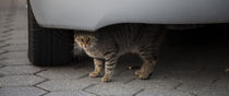 Die Katze unterm Auto von Falko Follert