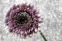 Die Digitale Blume von Falko Follert