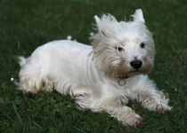 West Highland White Terrier im Wind von Falko Follert