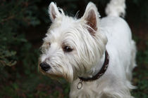 West Highland White Terrier by Falko Follert