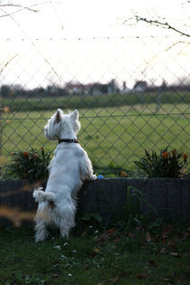 West Highland White Terrier voller Sehnsucht von Falko Follert
