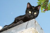 Die Katze auf dem Dach von Falko Follert