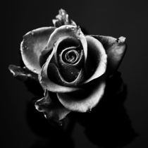 Schwarze Rose von Falko Follert