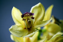 Orchideen von Falko Follert
