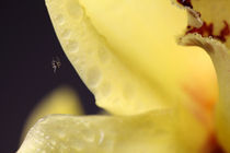 Die Spinne auf der gelben Orchideen von Falko Follert