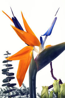 Paradiesvogelblume Poster von Falko Follert