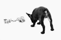 French Bulldog Welpen Poster 6 by Falko Follert
