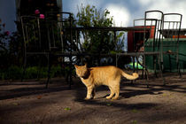 Die Katze in der Sonne by Falko Follert