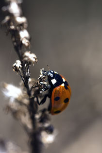 Ladybird 2 von Falko Follert