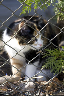 Die Katze hinter dem Zaun vom Nachbarn  von Falko Follert