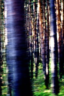 Der Wald hat keine Zeit by Falko Follert