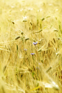 Cornflower in the cereal box by Falko Follert