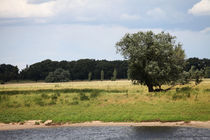 Baum an der Elbe  by Falko Follert