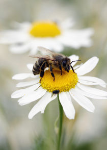 Biene auf der Kamille Wiese