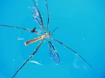 Insekt im blauen Wasser von Torsten Neundorf