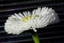 Gänseblümchen - Blütenorgel von Gerald Albach