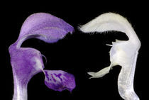 Blütenkrach - Gefleckte und Weiße Taubnessel  by Gerald Albach